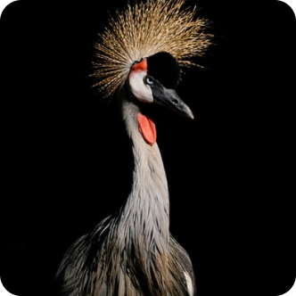Hayvanlar